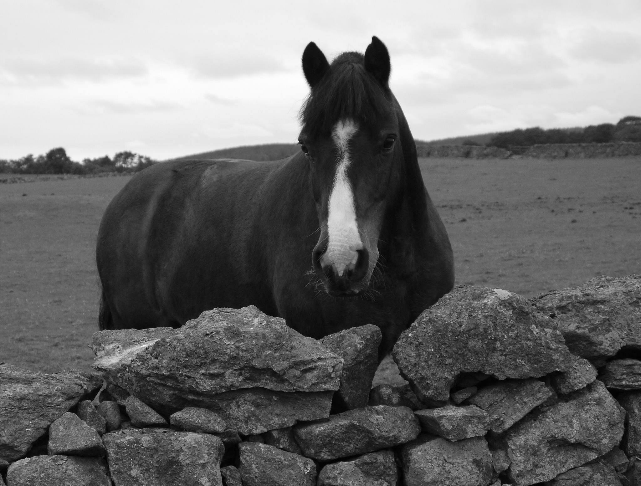 A black and white photo of a horse behind a stone wall in a field