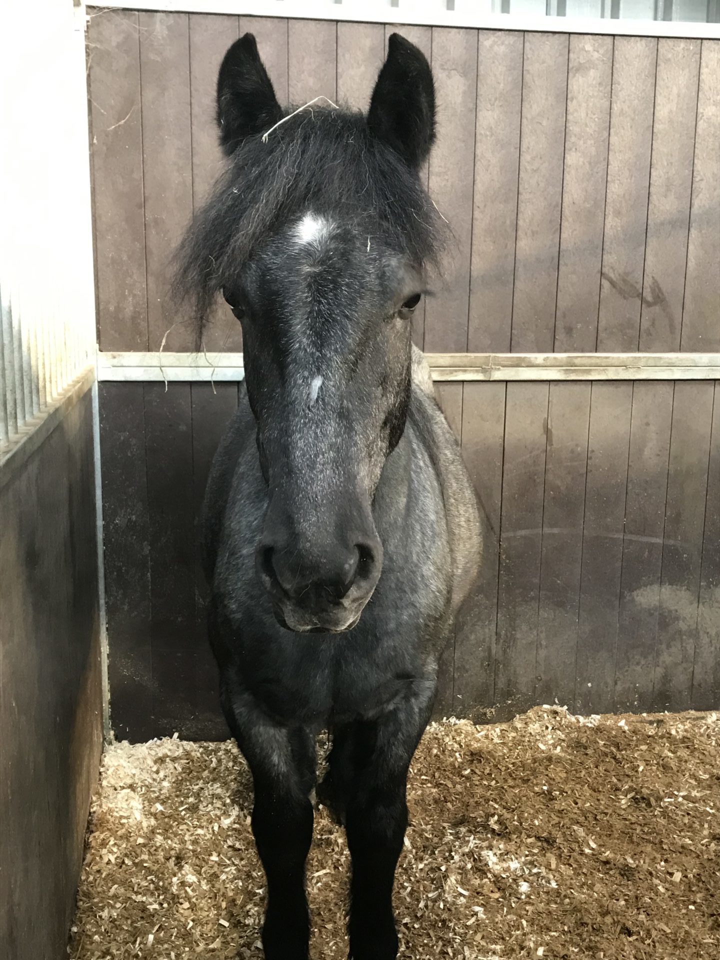 A black horse standing in a stable, looking directly at the camera